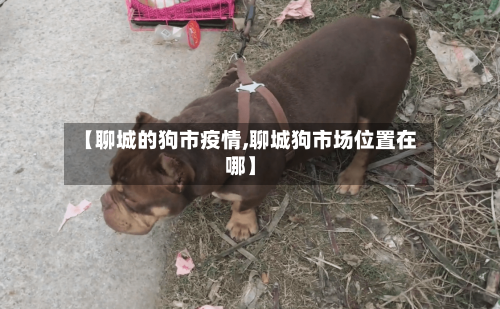 【聊城的狗市疫情,聊城狗市场位置在哪】-第1张图片