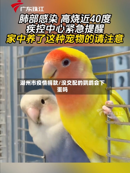 湖州市疫情捐款/没交配的鹦鹉会下蛋吗-第2张图片