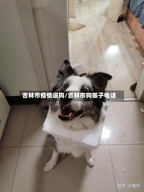 吉林市疫情遛狗/吉林市狗贩子电话-第1张图片