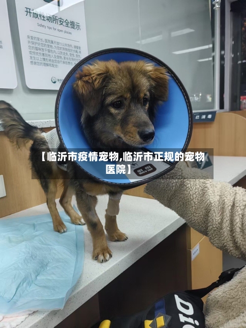 【临沂市疫情宠物,临沂市正规的宠物医院】-第1张图片