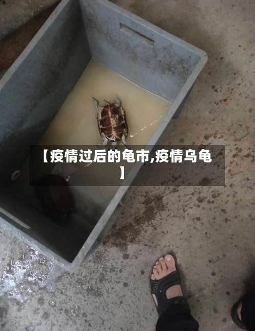 【疫情过后的龟市,疫情乌龟】-第1张图片