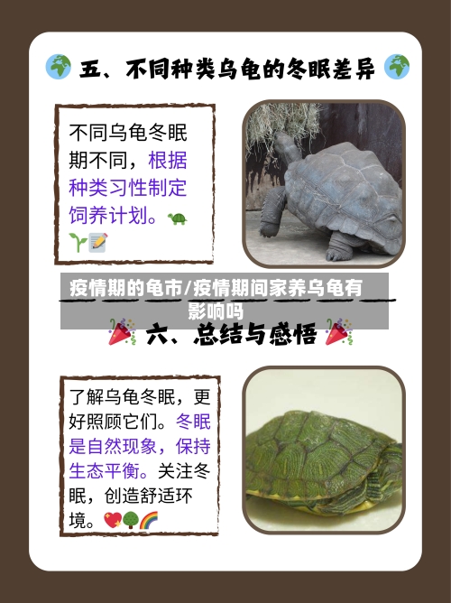 疫情期的龟市/疫情期间家养乌龟有影响吗-第1张图片
