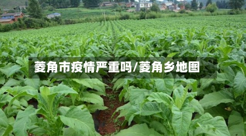 菱角市疫情严重吗/菱角乡地图-第2张图片